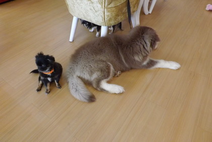 犬たち